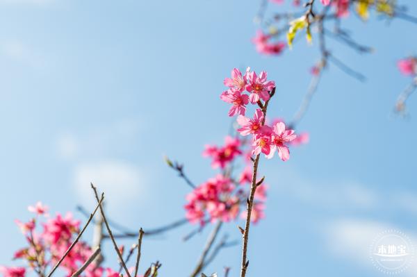仙湖樱花