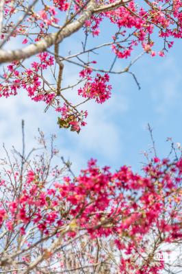 仙湖樱花