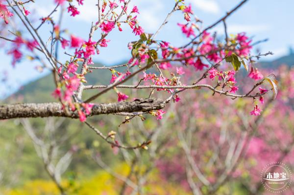 仙湖樱花