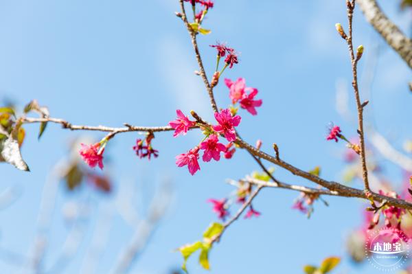 仙湖樱花