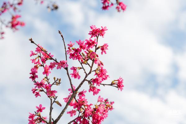 仙湖樱花