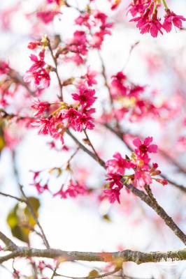 仙湖樱花