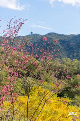 仙湖樱花