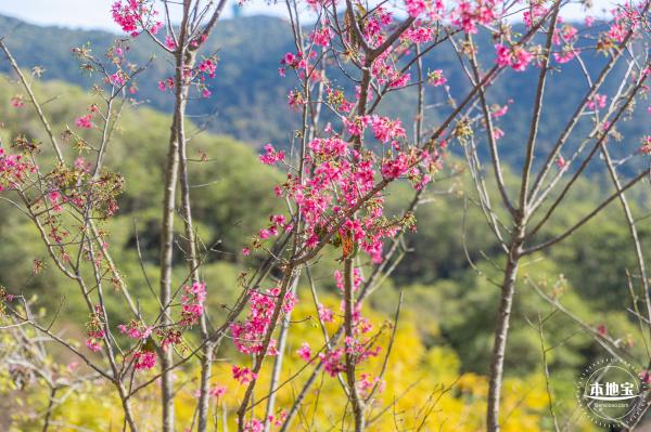 仙湖樱花