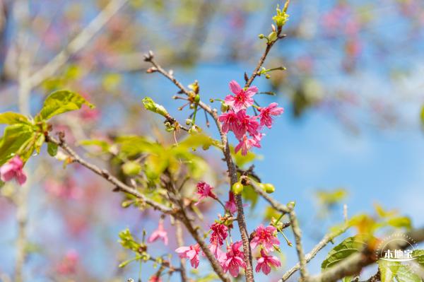 仙湖樱花