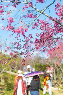 仙湖樱花