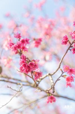仙湖樱花