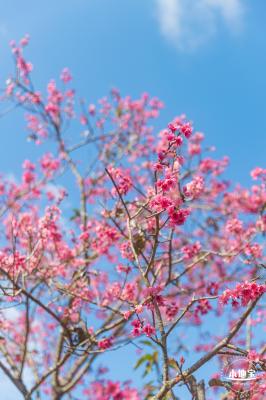 仙湖樱花