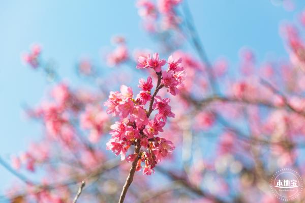 仙湖樱花