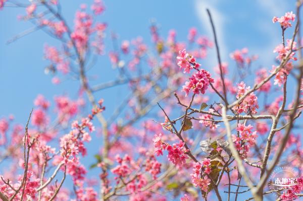 仙湖樱花
