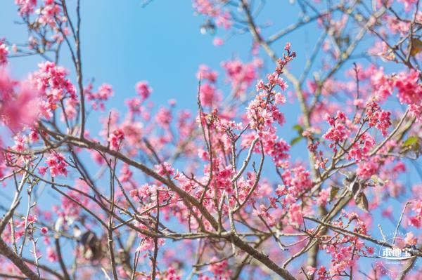 仙湖樱花