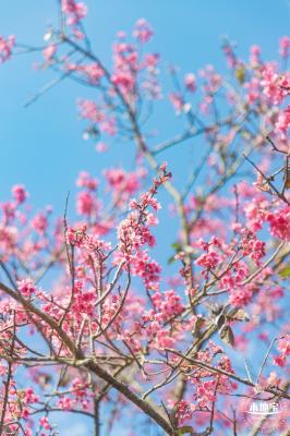 仙湖樱花