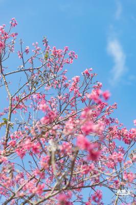 仙湖樱花