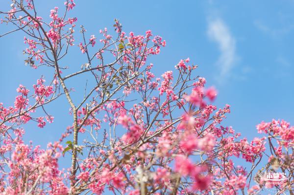 仙湖樱花