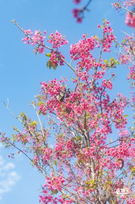 仙湖樱花