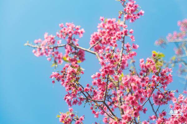 仙湖樱花