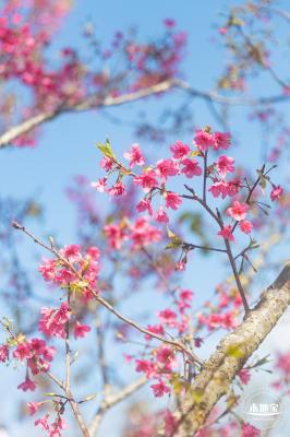 仙湖樱花