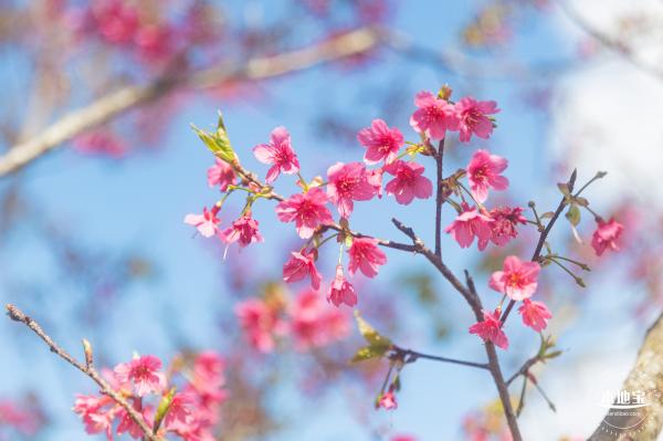 仙湖樱花