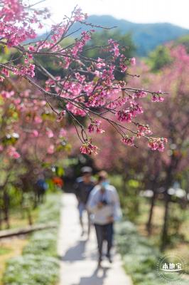 仙湖樱花