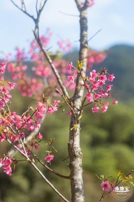 仙湖樱花