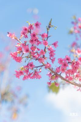 仙湖樱花