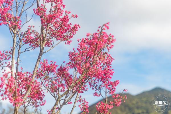 仙湖樱花