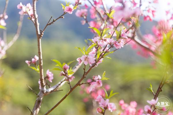 仙湖樱花