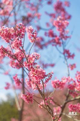 仙湖樱花