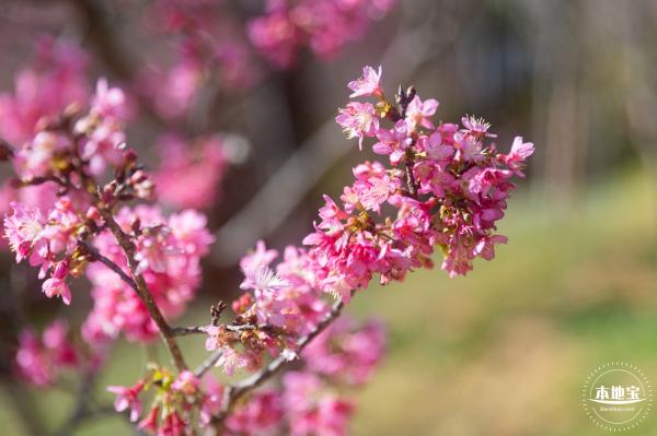 仙湖樱花