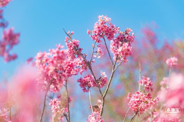 仙湖樱花