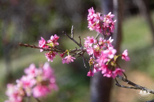 仙湖樱花