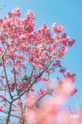 仙湖樱花