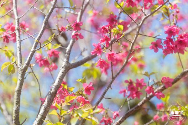 仙湖樱花