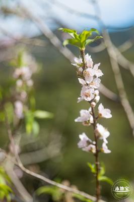 仙湖樱花