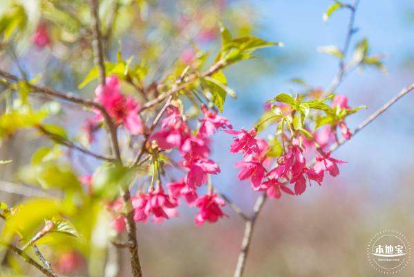 仙湖樱花
