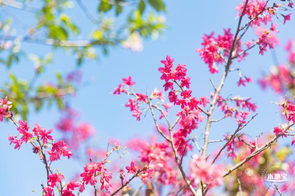 仙湖樱花