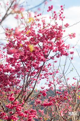仙湖樱花