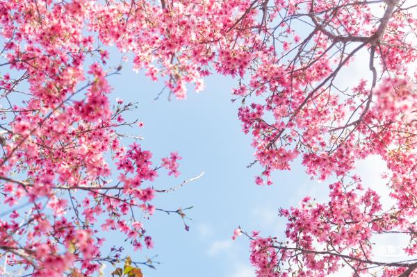 仙湖樱花