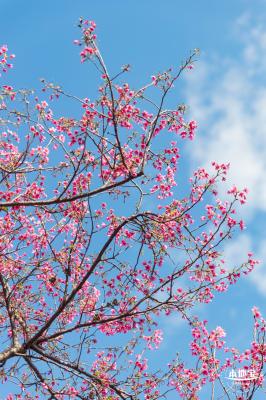 仙湖樱花