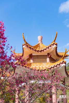 仙湖樱花