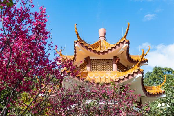 仙湖樱花