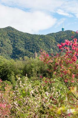 仙湖樱花