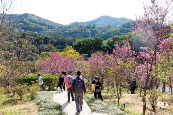 仙湖樱花