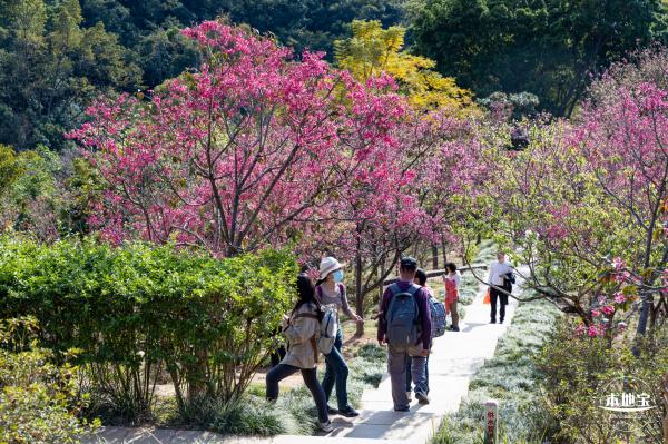 仙湖樱花