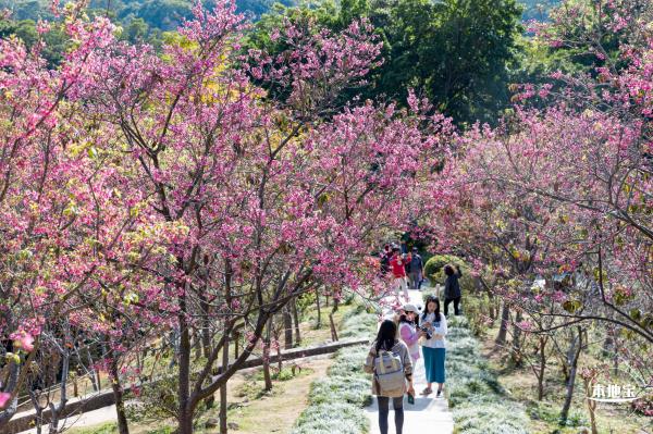 仙湖樱花