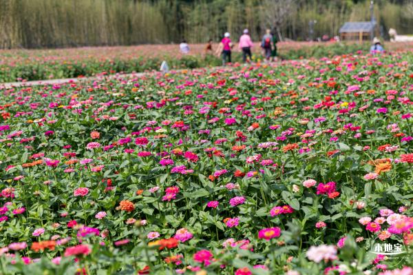 甘坑都市田园花海