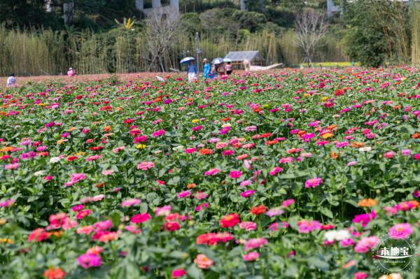 甘坑都市田园花海