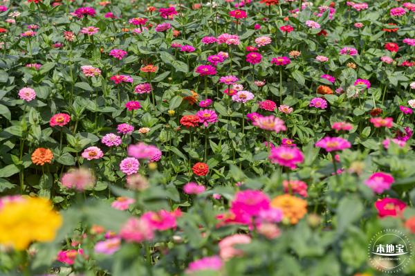 甘坑都市田园花海