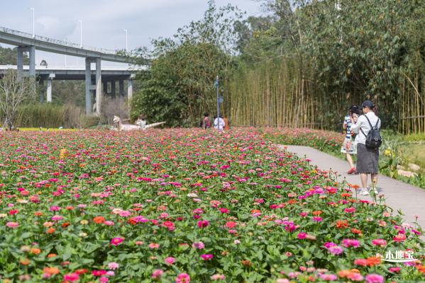 甘坑都市田园花海
