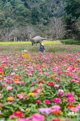 甘坑都市田园花海